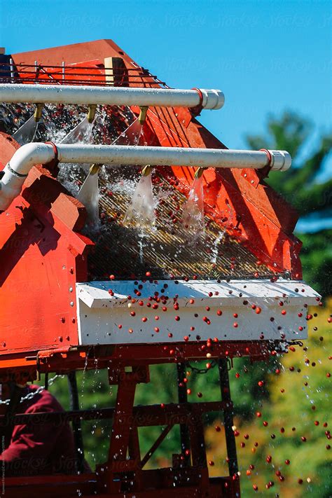 "Cranberry Harvest" by Stocksy Contributor "Raymond Forbes LLC" - Stocksy