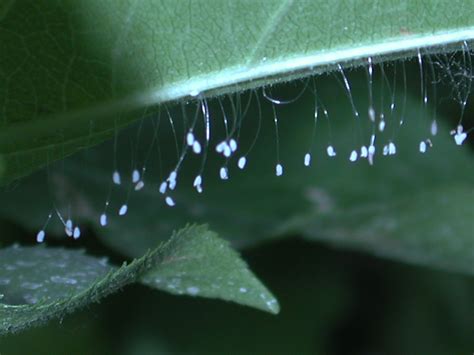 Green Lacewings | Yakima County | Washington State University