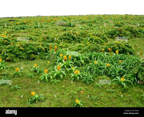 Subantarctic flora Banque de photographies et d’images à haute résolution - Alamy