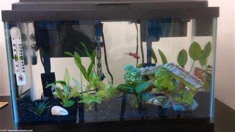 How Much Does a Full 10 Gallon Aquarium Weigh? - Fishn Addiction