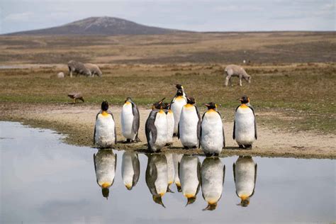 Reflection Pond Volunteer Point - King Penguins in the Falkland Islands | GETTING STAMPED