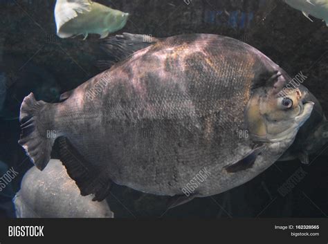 Giant Pacu Fish Image & Photo (Free Trial) | Bigstock