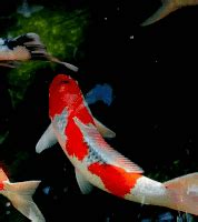 Koi Fish GIFs - Find & Share on GIPHY