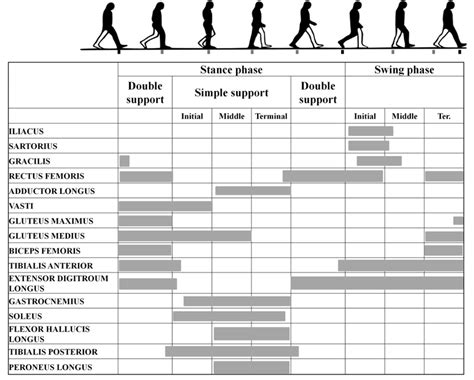 Muscle Activation During Gait Cycle