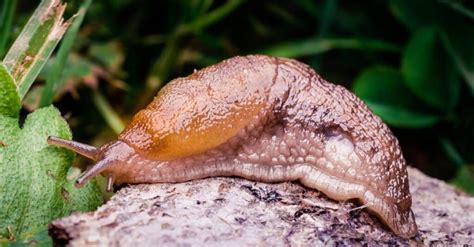 10 Incredible Slug Facts - A-Z Animals