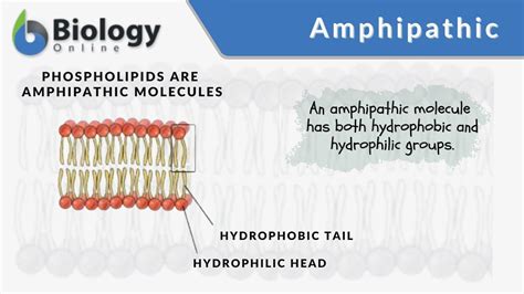 Which Three Amphipathic Lipids Are Present In The Cell Membrane | Sitelip.org