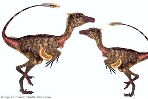 Troodon Facts for Kids & Students: Dinosaur Information & Pictures