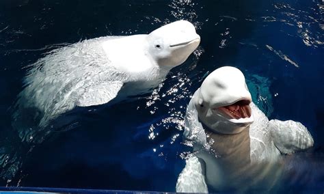 APWR: Após dez anos em aquário na China, baleias belugas são soltas nas águas de santuário na ...