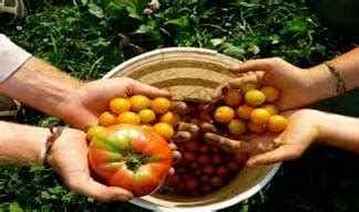 Organic Farming, Project Report on Organic Farming, Project on Organic ...