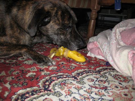 How to Eat a Banana Like a Dog : 5 Steps - Instructables