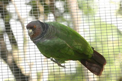 Is there a future for the Caribbean parrots? - City Parrots