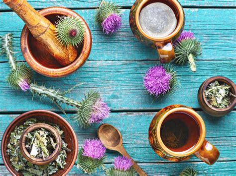 What is Milk Thistle Tea? 4 Health Benefits and Uses - HealthPlugged