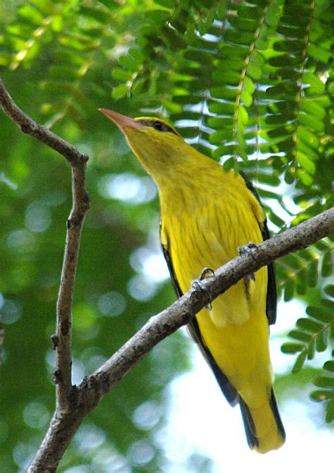 Eurasian Golden Oriole Golden Oriole (Oriolus oriolus) | Flickr