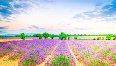 Premium Photo | Lavender flowers field