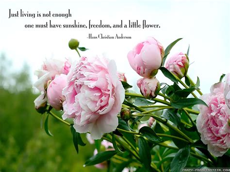 Beautiful Wallpapers Of Flowers With Quotes - ShortQuotes.cc