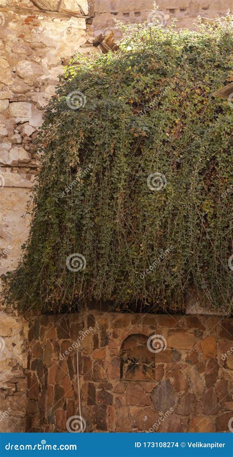 Egypt. Saint Catherine`s Monastery. Burning Bush Stock Photo - Image of ...