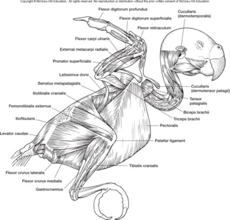 Avian Muscular System Flashcards | Quizlet