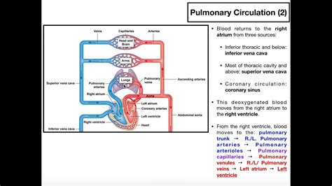 The Basics of Pulmonary Circulation - YouTube