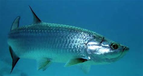 Citizen science helps evaluate Atlantic tarpon habitat – Fish Habitat Section of the American ...