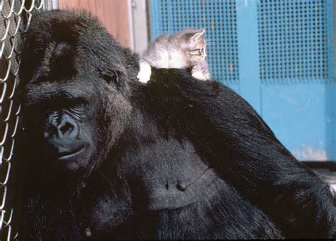 Read about Koko / Koko's Kitten / Page 8 - The Gorilla Foundation