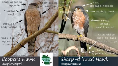 How to Identify a Cooper’s Hawk vs a Sharp Shinned Hawk – Nature Blog Network