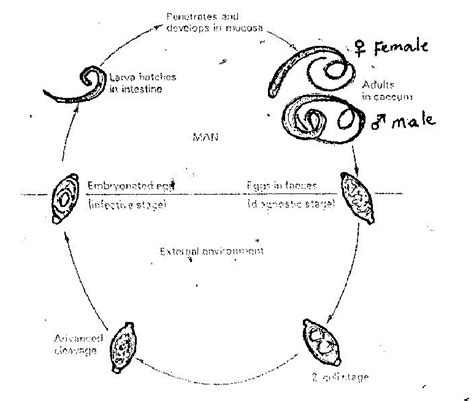 Life Cycle of Trichuris Trichuria (Source: On-site Waste Disposal... | Download Scientific Diagram