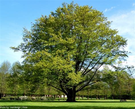Interesting facts beech trees | Just Fun Facts