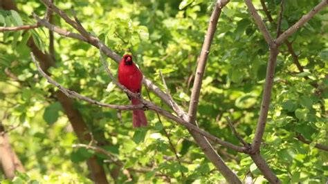 male cardinal singing bird song perched Stock Footage Video (100% Royalty-free) 1018577116 ...