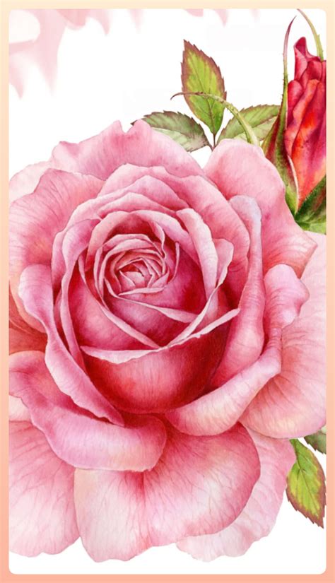 Pink rose, magenta HD phone wallpaper | Pxfuel
