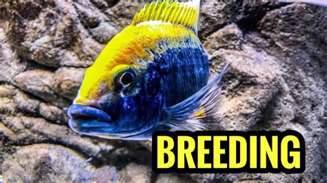 African Cichlids Fish Breed Information And Pictures