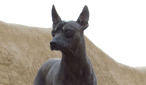 Peruvian Hairless Dog – South America to the World