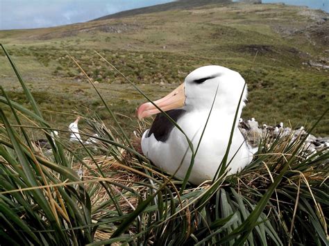 Black-browed Albatrosses live a mostly pelagic (exclusively at sea) life, returning to land only ...