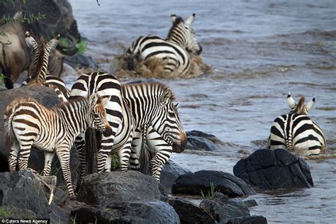 Maasai Mara National Reserve saw incredible fight between Zebra and Crocodile | Daily Mail Online