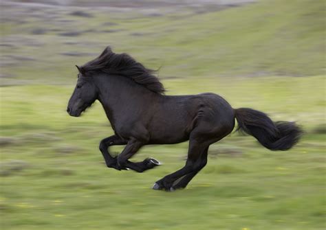 Iceland - these horses have not been bred with any others since the year 1,000. | Icelandic ...