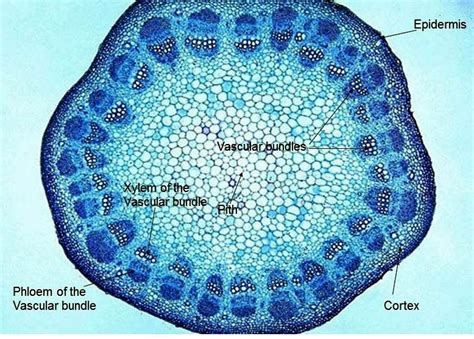 Pin on Biology Atlas