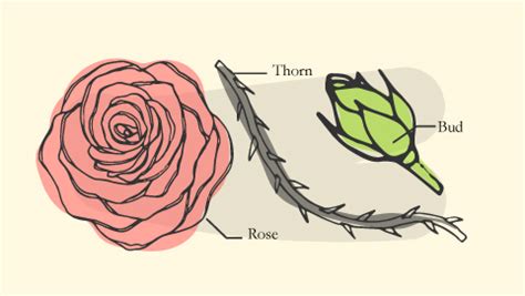 Die Rose-Thorn-Bud-Methode verstehen: Die Vorteile der retrospective - Artikel | Klaxoon