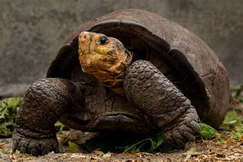 Dire Situation for the Last Fernandina Giant Tortoise | Galápagos ...