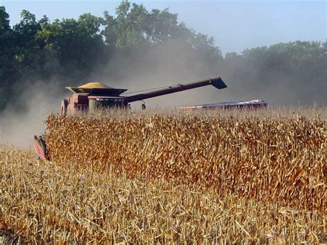 When is the Best Time to Start Corn Harvest? | Mississippi Crop Situation