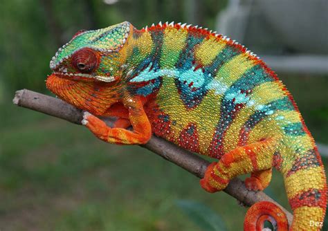 Panther Chameleon Facts, Habitat, Diet ... | Chameleon facts, Chameleon ...