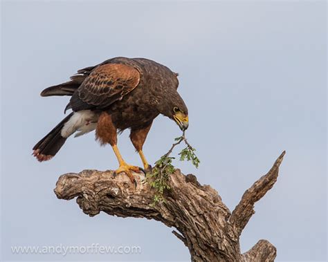 Harris's Hawk Nesting | This Harris's Hawk was captured coll… | Flickr