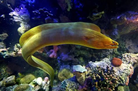 Moray Eel - What To Know