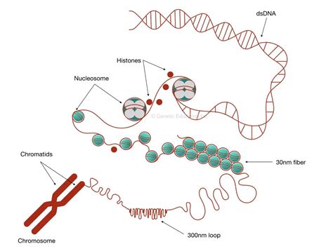 What is DNA packaging in eukaryotes?