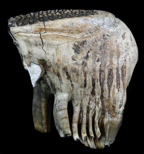 Juvenile Woolly Mammoth Molar - North Sea Deposits For Sale (#35703 ...