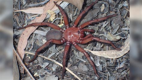 Australia: Rare, colourful spider needs protection | CTV News