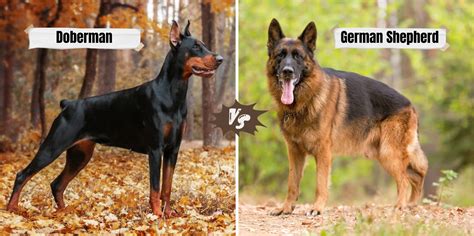 Doberman vs. German Shepherd: Key Differences & Similarities