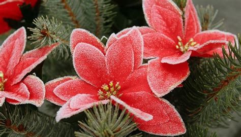 Star of Bethlehem Flower – Meaning, Symbolism and Colors