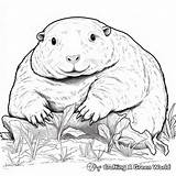 Gopher Coloring Pages  Free & Printable sketch template