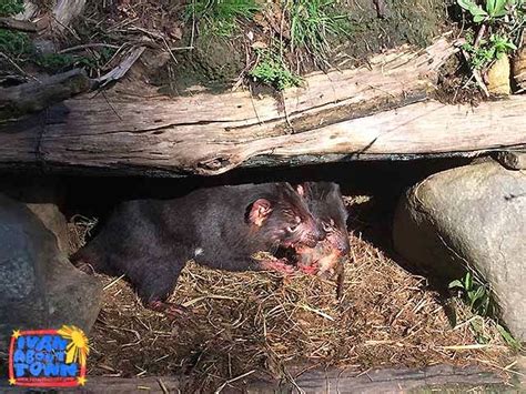 Tasmanian Devil Conservation Park in Tarrana, Tasmania | Ivan About Town