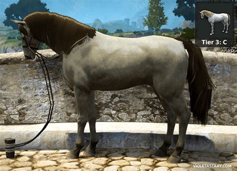 BDO Horse Catalog - See What Horses Really Look Like! – Violet Astray