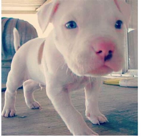 Pin by Alicia McClintock on Pibbles | Pitbull puppies, White pitbull ...